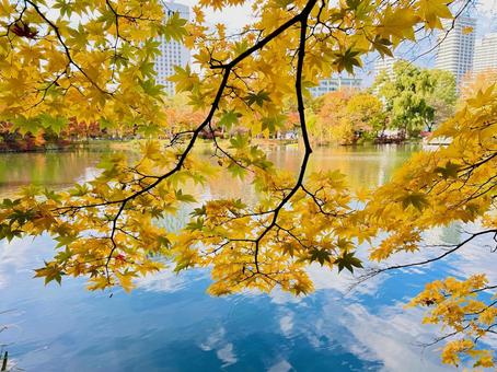 Photo, reflection, water mirror, autumn leaves, 