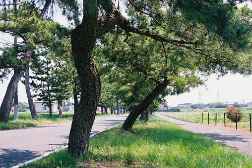旧東海道松並木 東海道,旧東海道,歴史街道の写真素材