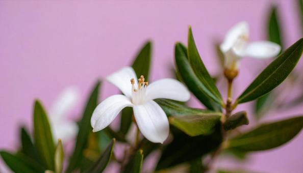 すんなりのびた爽やかなオリーブの鉢植えの写真