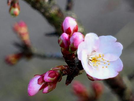 桜 桜の写真