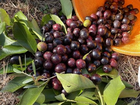 オリーブ オリーブ,オリーブ収穫,ブラックオリーブの写真素材