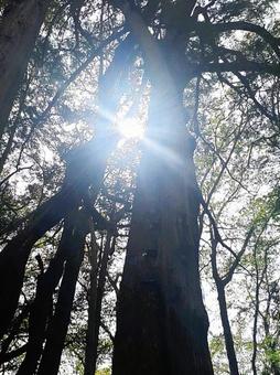 木漏れ日 木漏れ日の写真