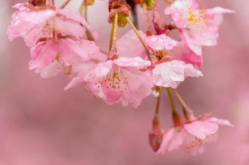 雨のしずくが輝く河津桜の写真