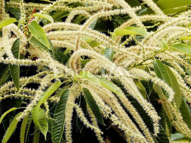 【植物写真】栗の花 自然,風景,景色の写真素材