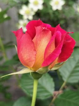 ベランダのバラ・シャルールの写真