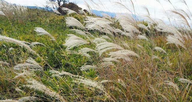 Japanese silver grass 02, JPG Japanese silver grass 02, JPG