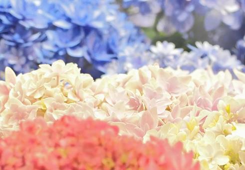紫陽花 小花 パステルカラー 六月の花 紫陽花 小花 パステルカラー 六月の花 小花,花束,かわいいの写真素材
