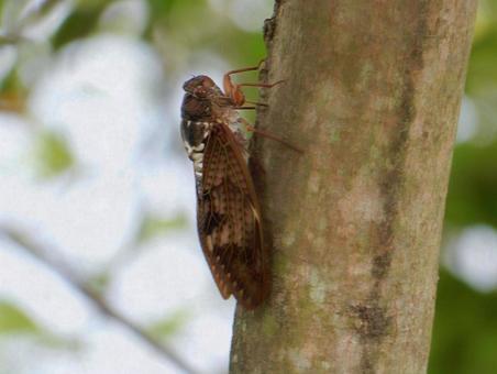 【昆虫写真】アブラゼミ(油蝉) 【昆虫写真】アブラゼミ(油蝉)の写真