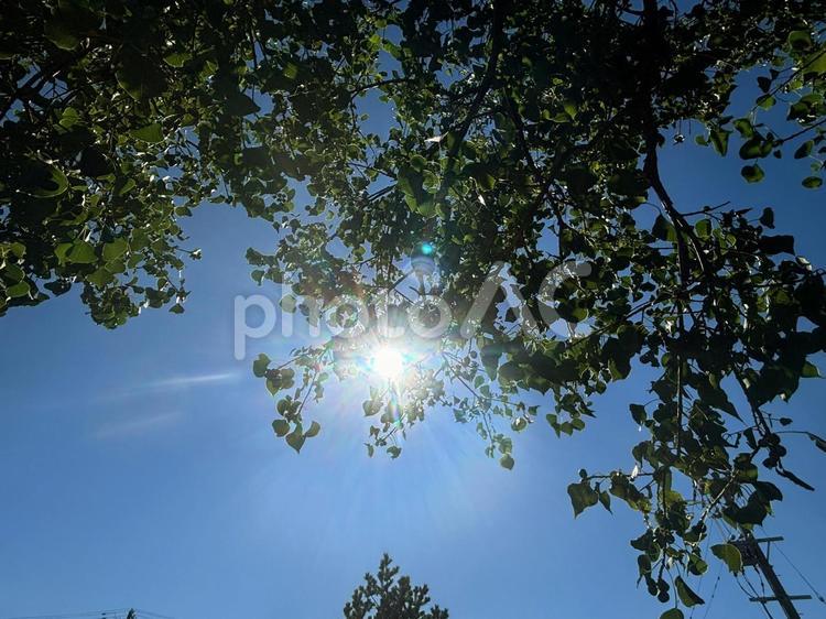 太陽、木漏れ日、木 太陽,木漏れ日,木の写真素材