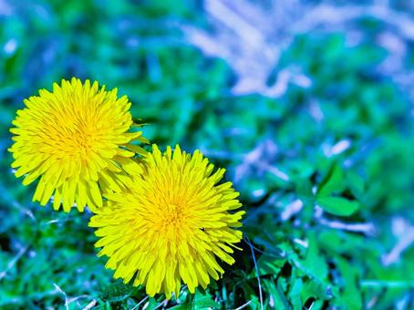 春の庭を彩る花たちの壁紙素材 花,タンポポ,ぼかしの写真素材