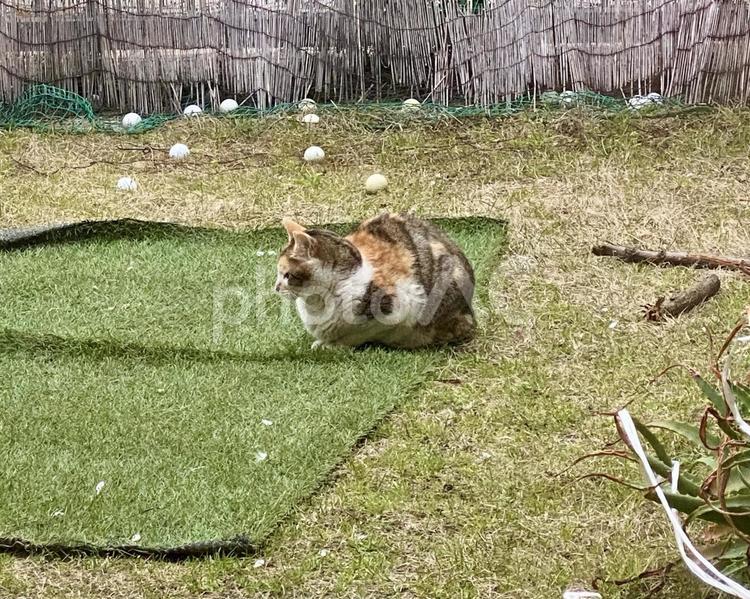 庭でくつろぐシマミケ猫さん 猫,屋外,シマミケの写真素材