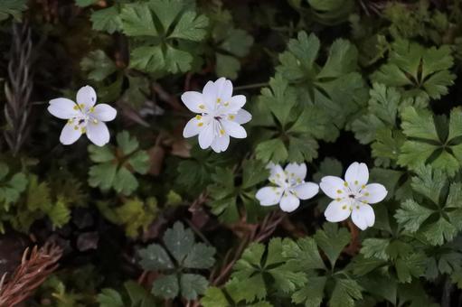 バイカオウレン① バイカオウレン,山野草,野草の写真素材