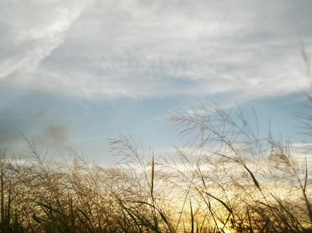 夕暮れのススキと秋空 夕暮れのススキと秋空 秋,秋空,空の写真素材