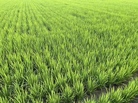 Photo, paddy field, rice, rice cultivation, 