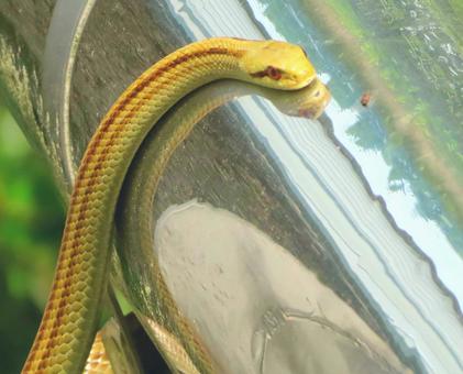 Photo, snake, a snake, shark snake, 