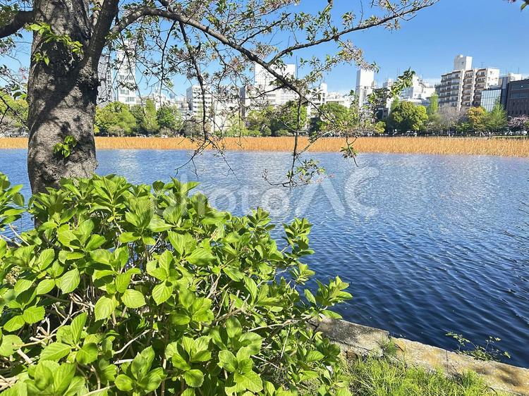 不忍池　上野公園　池　東京都台東区 不忍池,上野恩賜公園,弁天島の写真素材