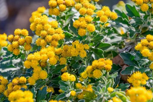 Sea daisy flowers shining in the winter sunshine, JPG Sea daisy flowers shining in the winter sunshine, JPG