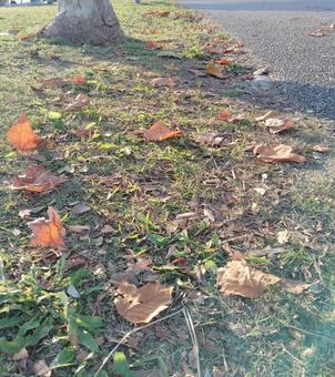 公園 スズカケノキ,プラタナス,散歩道の写真素材
