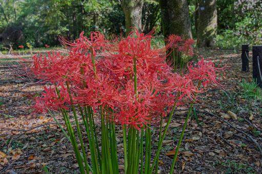 木陰に咲く彼岸花 木陰に咲く彼岸花 秋,曼殊沙華,彼岸の写真素材