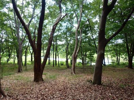 昆陽池公園ふるさと小径③202507 昆陽池公園ふるさと小径③202507 昆陽池公園,昆陽池,ふるさと小径の写真素材