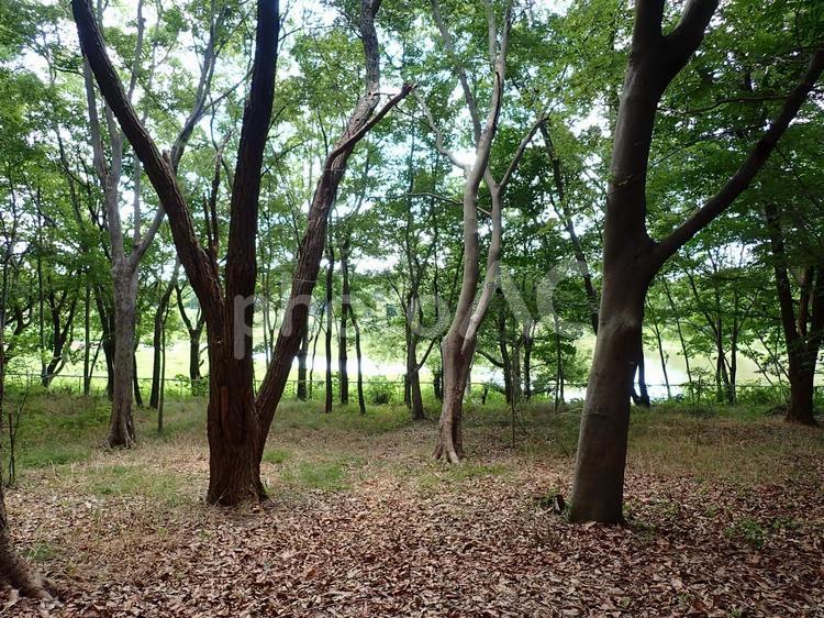 昆陽池公園ふるさと小径③202507 昆陽池公園,昆陽池,ふるさと小径の写真素材