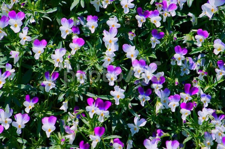 野に咲く小さな花 花,自然,植物の写真素材