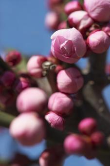 Plum blossom buds, JPG Plum blossom buds, JPG
