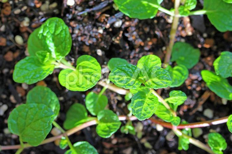 地下茎で広がるミント（スペアミント） ミント,mint,スペアミントの写真素材