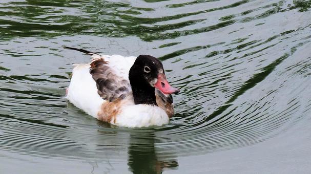 Photo, tsugarigamo, chikushi duck, migratory birds, 