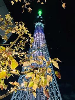 スカイツリーの写真