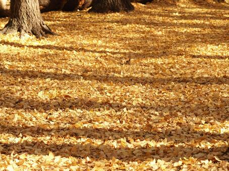 落ち葉の絨毯 落ち葉,枯れ葉,絨毯の写真素材