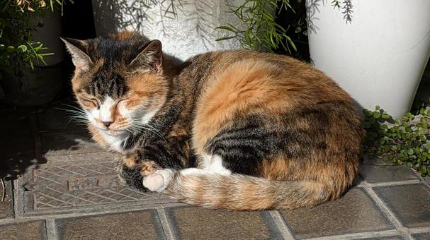 ねこ ねこ,猫,ネコの写真素材