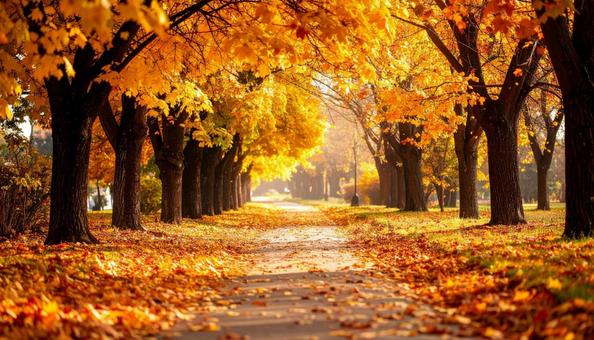 綺麗に紅葉した並木道 綺麗に紅葉した並木道の写真