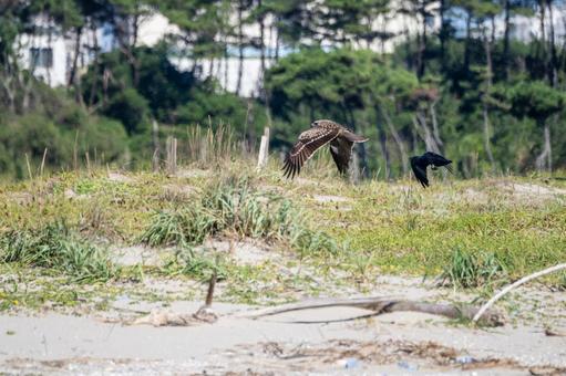 トビとカラス⑵ トビとカラス⑵の写真