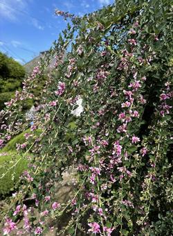 秋空と萩の花の写真