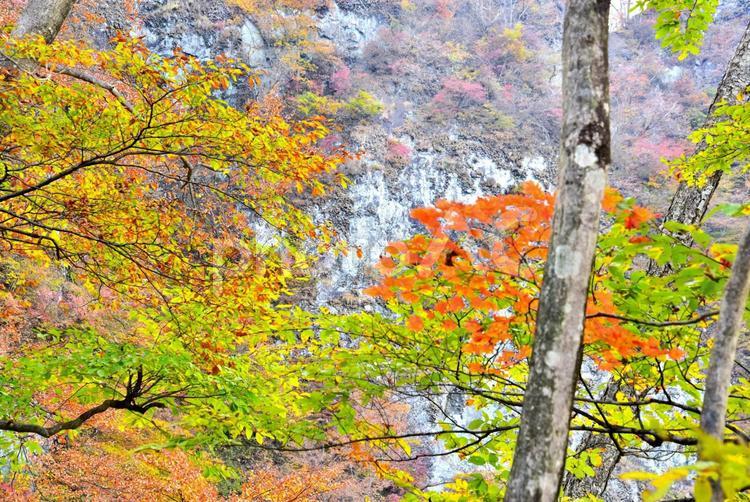 妙義山の奇岩と紅葉（群馬） 奇岩,紅葉,秋の写真素材