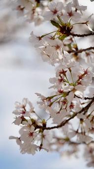 日本の桜 日本の桜の写真