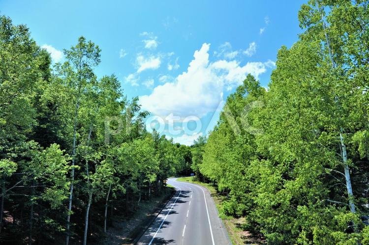 北海道　森の中の道路 北海道,初夏,道の写真素材