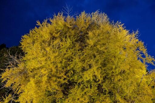 北金ヶ沢の大イチョウ 北金ヶ沢の大イチョウ,ビックイエロー,銀杏の写真素材