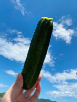 ズッキーニ ズッキーニの写真