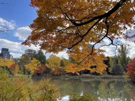 紅葉 秋,もみじ,風景の写真素材