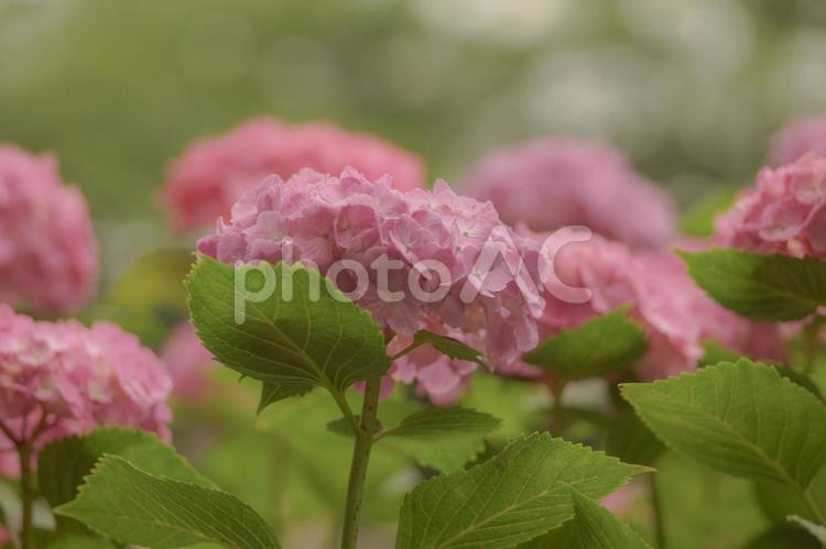 パステルピンクのアジサイの花 アジサイ,花,6月の写真素材