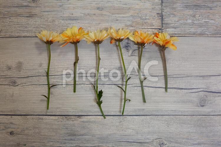 フローリングの上に並んだ黄色い花 花,自然,とぶの写真素材
