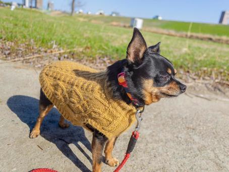 散歩する犬・チワワ・ミニピン 散歩する犬・チワワ・ミニピン 犬,わんこ,ペットの写真素材