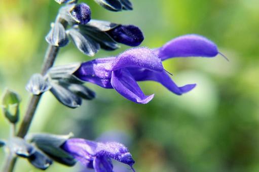 Salvia close up, JPG Salvia close up, JPG