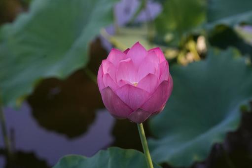 Lotus, JPG