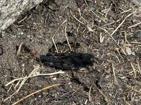 黒色のバッタの写真