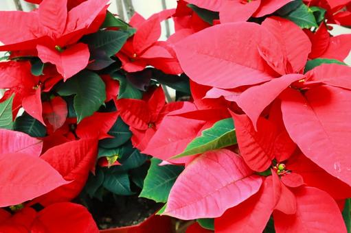 Red poinsettia, JPG Red poinsettia, JPG