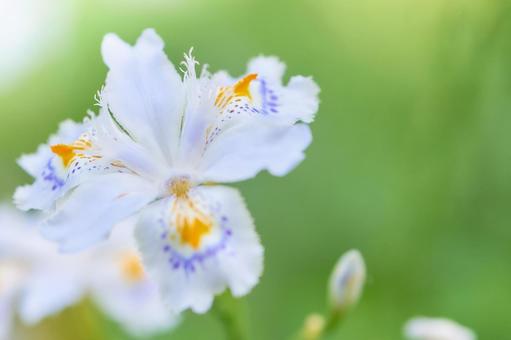 明るい背景の著莪シャガの花のアップ 明るい背景の著莪シャガの花のアップ シャガ,花,アップの写真素材