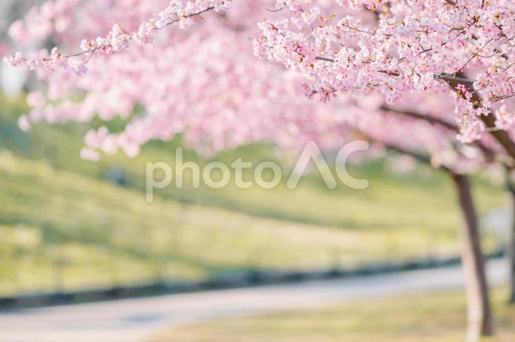 ふんわり桜並木 さくら,サクラ,春の写真素材
